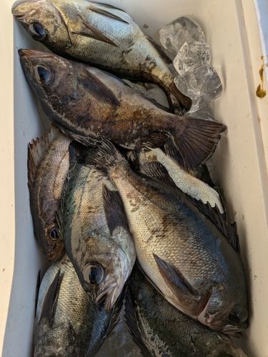 メバルの釣果