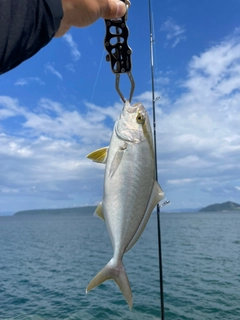 ヤズの釣果