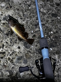 ガヤの釣果