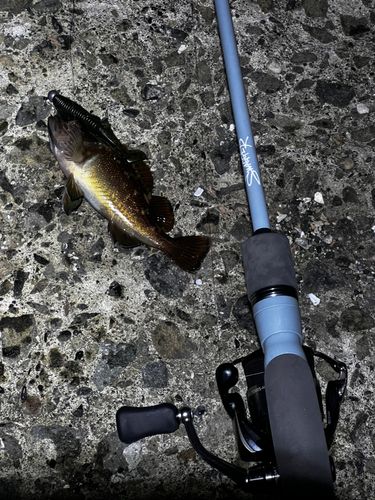 ガヤの釣果