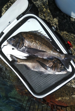 チヌの釣果