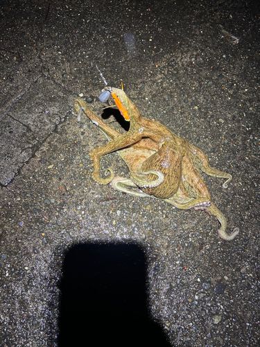 マダコの釣果