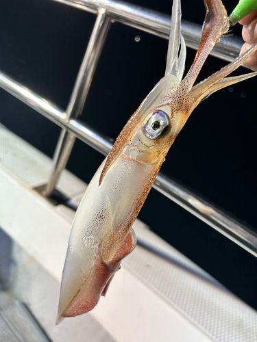 シロイカの釣果