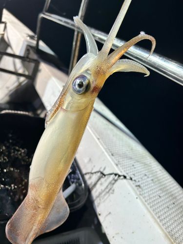 シロイカの釣果