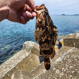 タケノコメバル