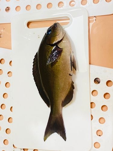 メジナの釣果