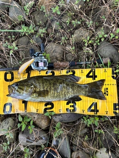 スモールマウスバスの釣果