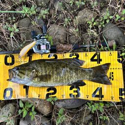 スモールマウスバス