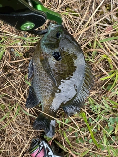 ブルーギルの釣果