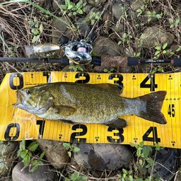 スモールマウスバス