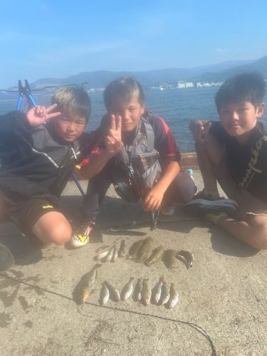 アイナメの釣果