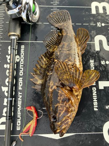 タケノコメバルの釣果