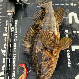 タケノコメバル