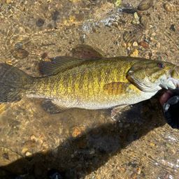 スモールマウスバス