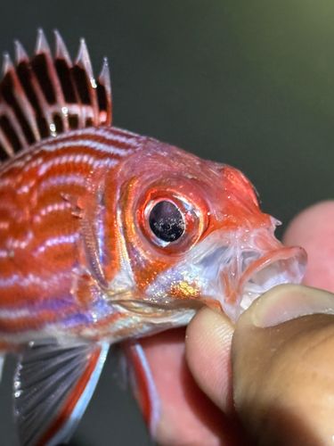 ニジエビスの釣果