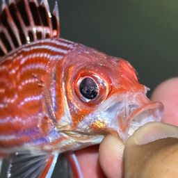 ニジエビス