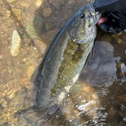 スモールマウスバス