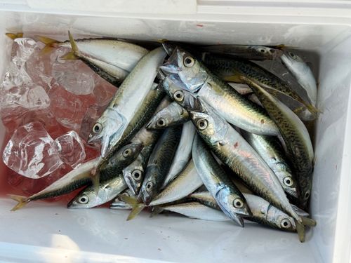 サバの釣果