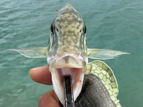 オオフエフキの釣果