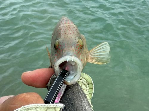 釣果