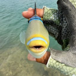 ムラサメモンガラ