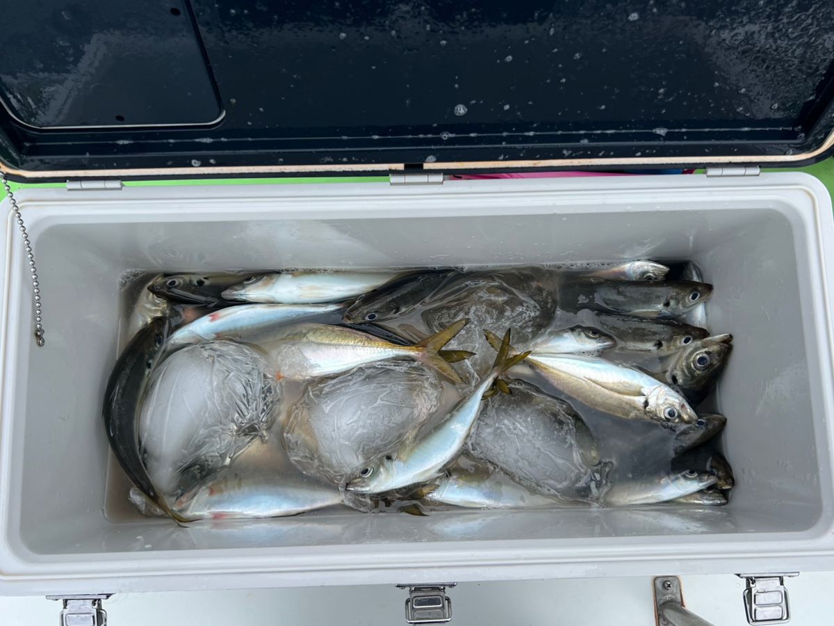 政信丸さんの釣果 3枚目の画像