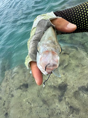 ツッパリサギの釣果
