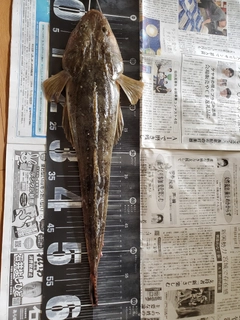 コチの釣果