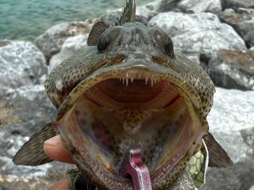 マダラハタの釣果