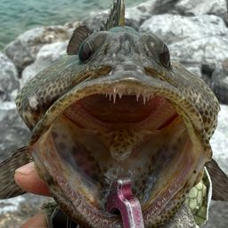 マダラハタ