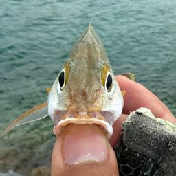 ヒメフエダイ