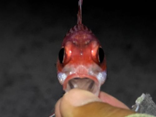 テリエビスの釣果