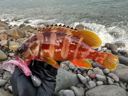 アカハタの釣果