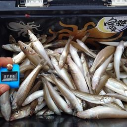 シロギス