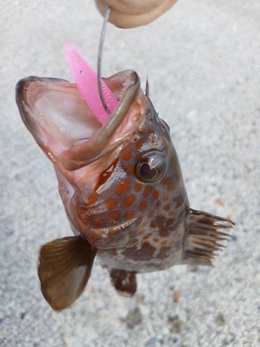 ムラソイの釣果