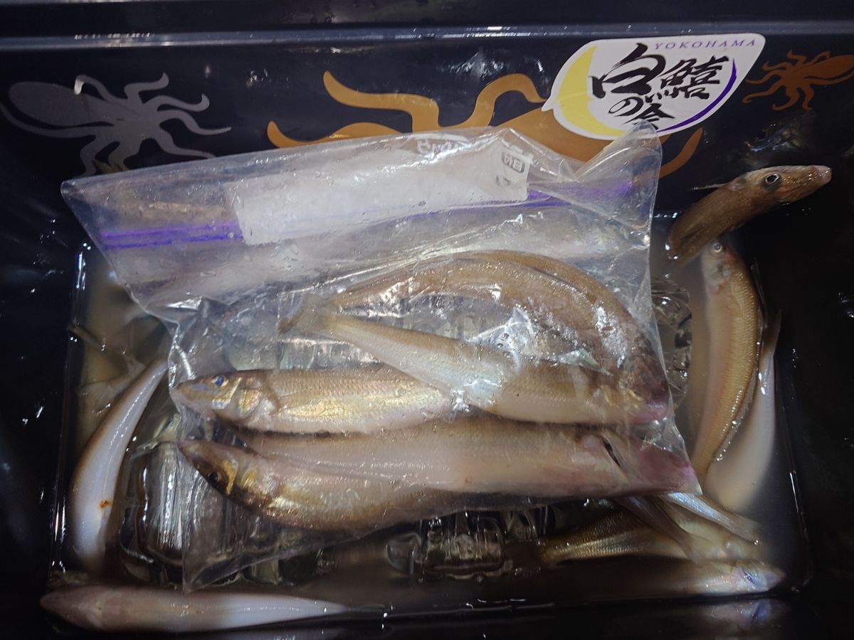 変態様さんの釣果 2枚目の画像