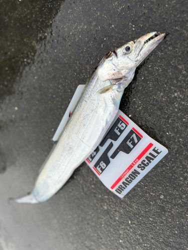 タチウオの釣果