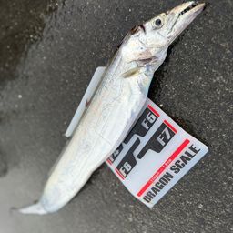 タチウオ
