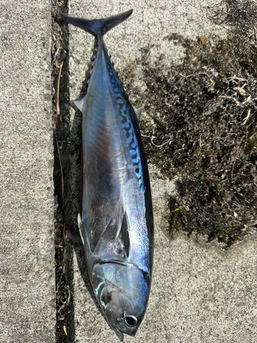 マルソウダの釣果