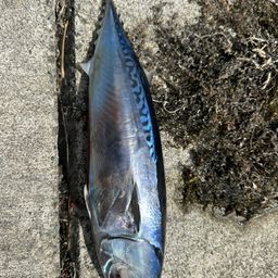 マルソウダ