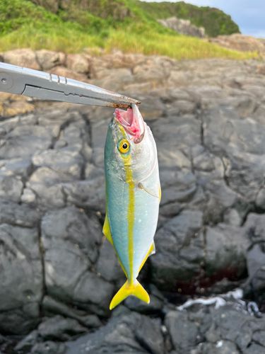 釣果