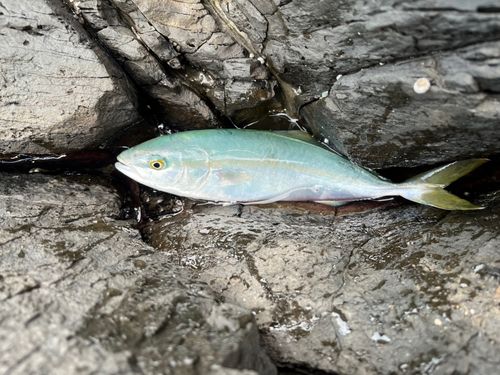 釣果
