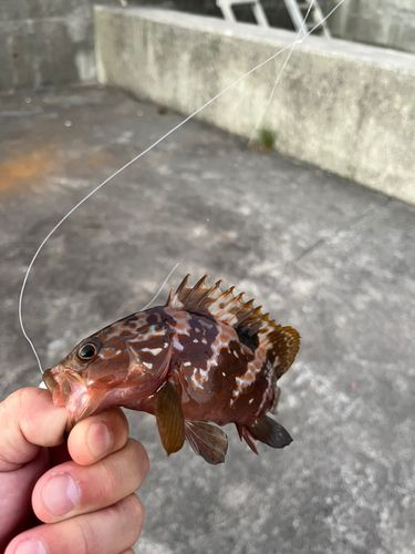 アコウの釣果