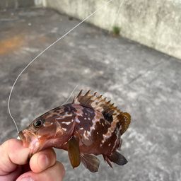 アコウ