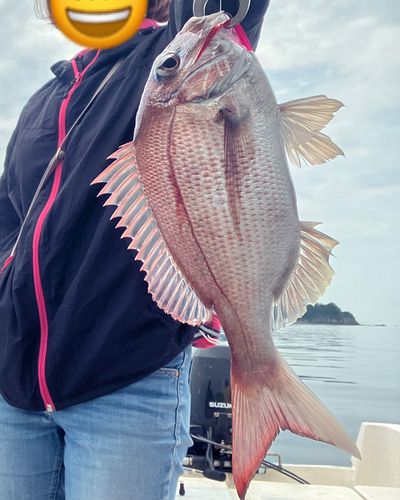 マダイの釣果