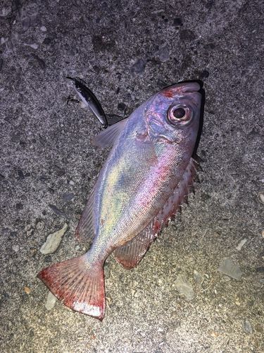 ゴマヒレキントキの釣果