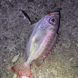 ゴマヒレキントキ