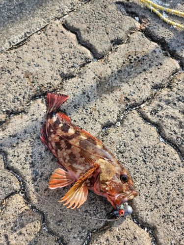 カサゴの釣果