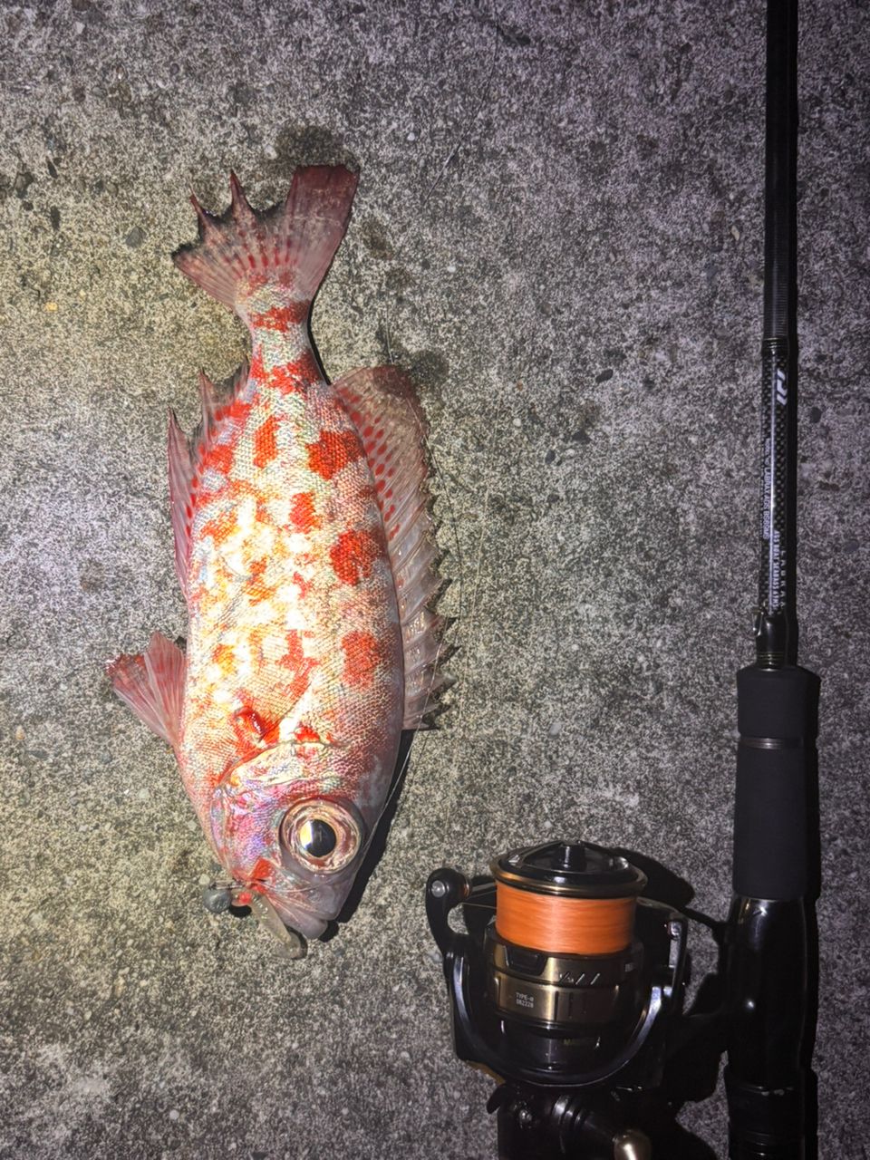 ゴマヒレキントキ