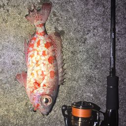 ゴマヒレキントキ